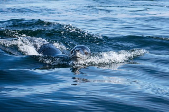 Photo credit: T. Back