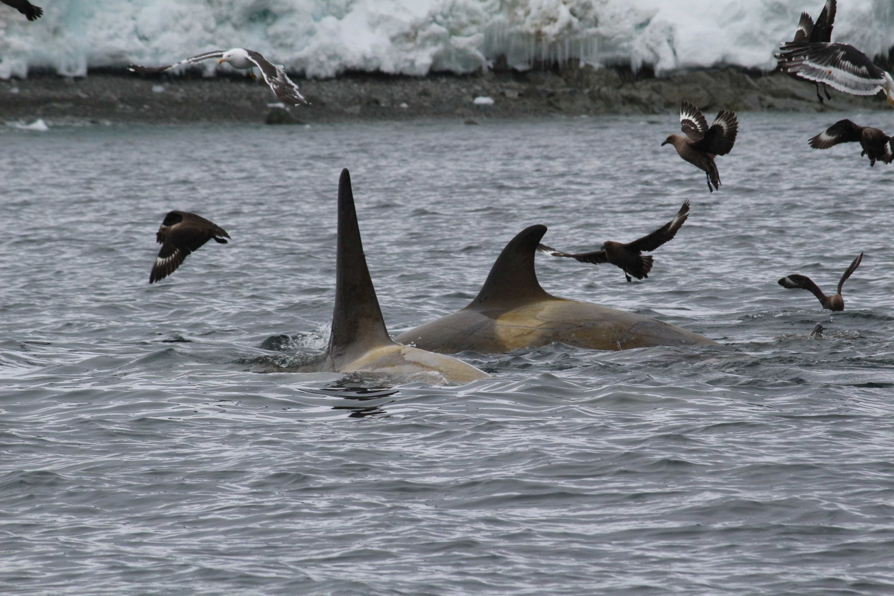 Photo credit L. Peck