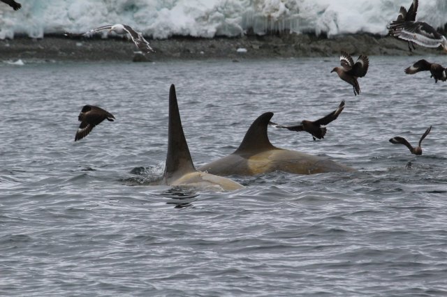 Photo credit L. Peck