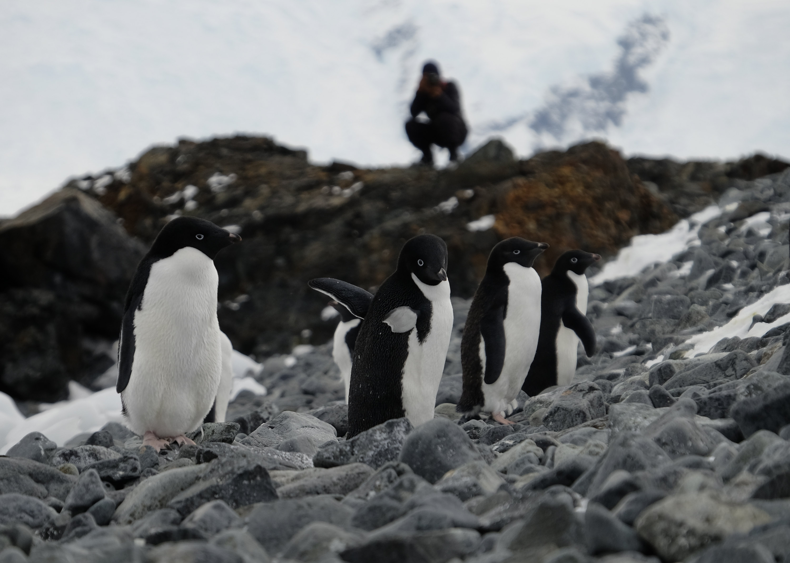 Adelie Penguins