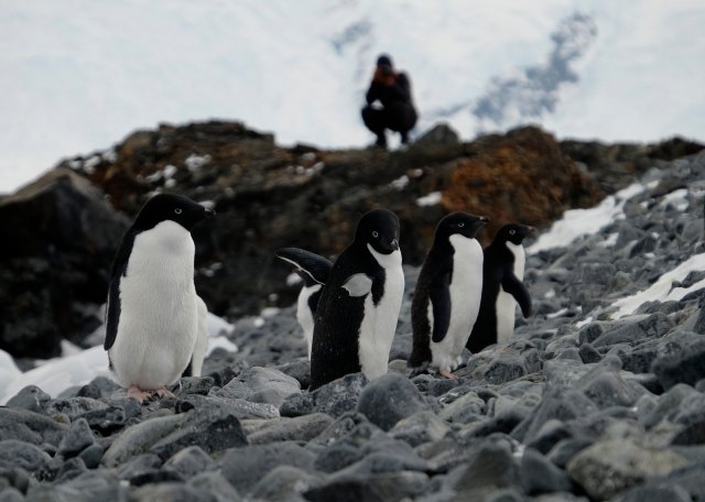Adelie Penguins