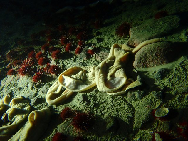 Worms (Parabolasia corrugatus) that can grow over a meter long and expand or decrease their surface depending on oxygen concentration and sea urchins (Sterechinus neumayeri). These are some of the first animals to return after a disturbance to the seafloor Photo credit: C. Stronach